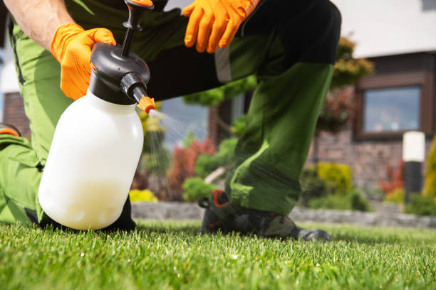 Best Local Pest Control Services  in Lumberton, TX